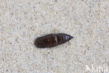 Dennenspanner (Bupalus piniaria)