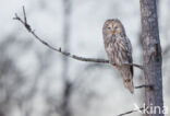 Oeraluil (Strix uralensis)