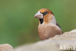 Appelvink (Coccothraustes coccothraustes)
