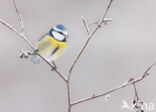 Pimpelmees (Parus caeruleus)