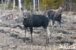 Eland (Alces alces)