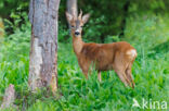 Ree (Capreolus capreolus)