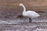 Whooper Swan (Cygnus cygnus)