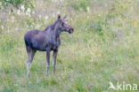 Eland (Alces alces)