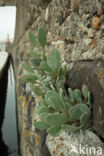 Sea Purslane (Atriplex portulacoides)