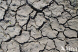dryness