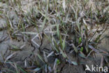 Townsend s Cord-grass (Spartina anglica)