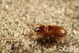 Trechus quadristriatus