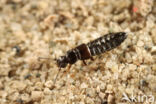 Anotylus inustus