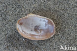 Tapijtschelp (Venerupis corrugata)
