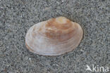 Tapijtschelp (Venerupis corrugata)