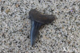 Kortvin Makreelhaai (Isurus oxyrinchus)