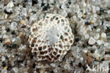 Cupuladria haidingeri