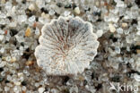 Cupuladria haidingeri