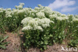 Hoary Cress (Lepidium draba)