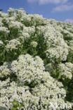 Hoary Cress (Lepidium draba)