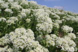 Hoary Cress (Lepidium draba)