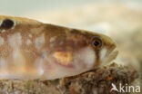 Butterfish (Pholis gunnellus)