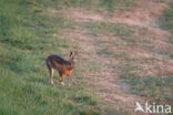 Brown Hare (Lepus europaeus)