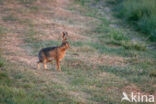 Brown Hare (Lepus europaeus)