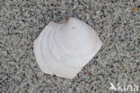 Dosinia lentiformis