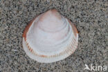 Noorse hartschelp (Laevicardium crassum)