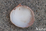 Noorse hartschelp (Laevicardium crassum)