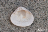 Laevastarte ariejansseni