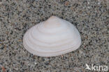 Spisula inaequilatera