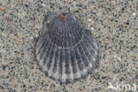 Aequipecten wagenaari