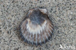 Aequipecten wagenaari