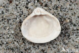 Varicorbula gibba