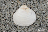 Varicorbula gibba