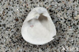 Varicorbula brabantica