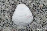 Varicorbula brabantica