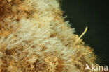 Clavelina lepadiformis
