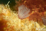 Bispira polyomma