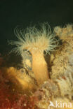 Plumose anemone (Metridium senile)