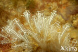 Clavelina lepadiformis