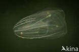 Warty comb jelly (Mnemiopsis leidyi)