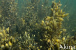Blaaswier (Fucus vesiculosus)