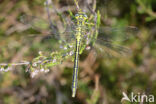 Dragonfly (Gomphus pulchellus)