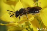 Andrena lagopus