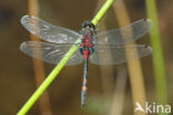 Venwitsnuitlibel (Leucorrhinia dubia)