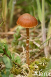 Vlokkig veenmosklokje (Galerina paludosa)