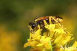 Tenthredo baetica dominiquei