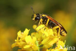 Tenthredo baetica dominiquei