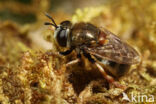 Microdon myrmicae