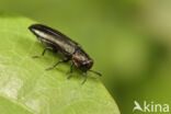 Agrilus laticornis