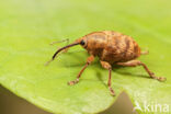 Curculio venosus